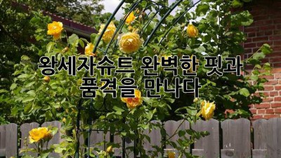 왕세자슈트: 완벽한 핏과 품격을 만나다